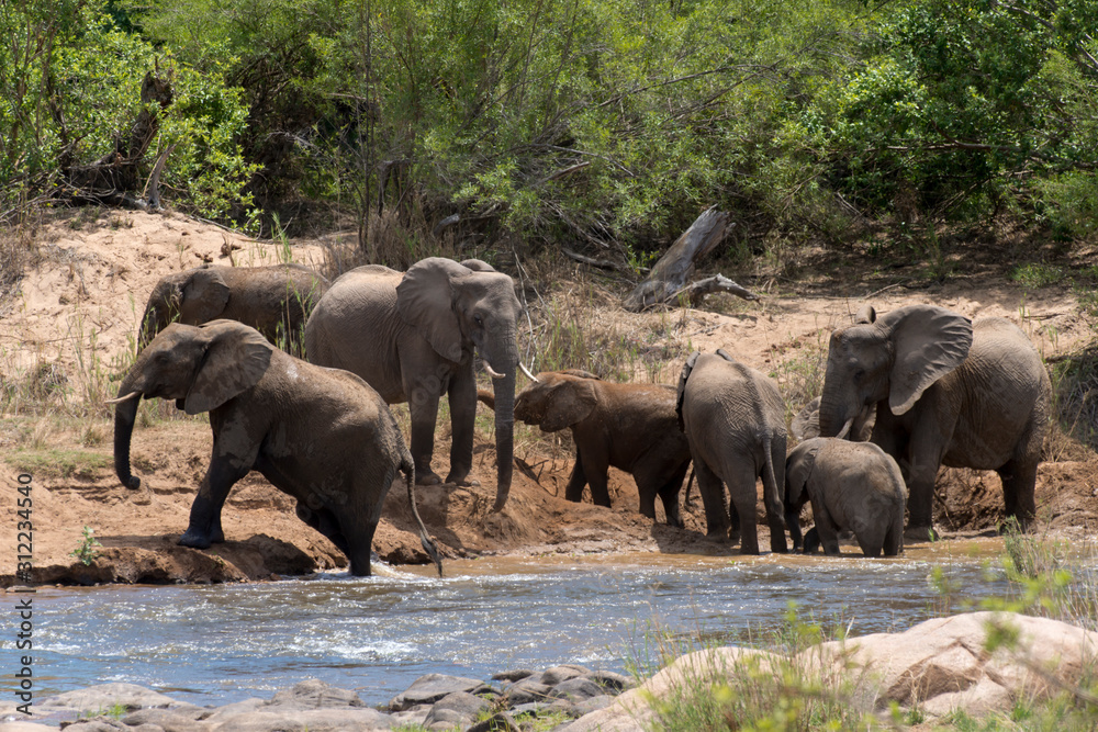 Eléphant d'Afrique, loxodonta africana, African elephant, Parc national Kruger, Afrique du Sud
