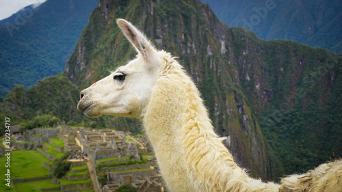 Llama in the city of Machu Picchu