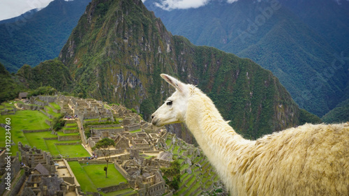 wild Llama in the city of Machu Picchu