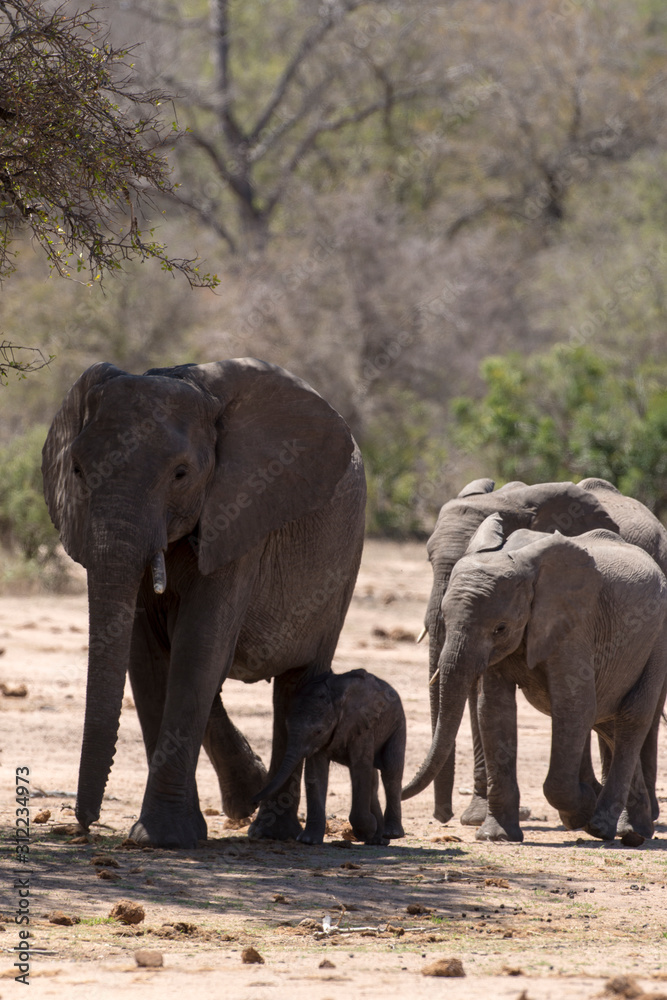 Eléphant d'Afrique, loxodonta africana, African elephant, Parc national Kruger, Afrique du Sud Eléphant d'Afrique, loxodonta africana, African elephant, Parc national Kruger, Afrique du Sud