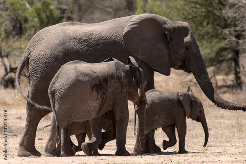 Eléphant d'Afrique, loxodonta africana, African elephant, Parc national Kruger, Afrique du Sud