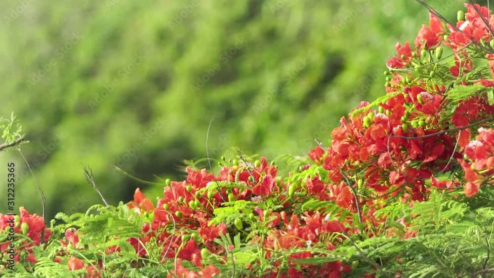 Season of Red Flower, Flame Tree or ' Peacock Tail Flower ' in Thailand Season of Red Flower, Flame Tree or ' Peacock Tail Flower ' in Thailand