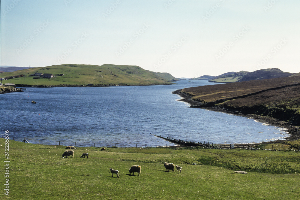 Mouton, race Shetland, Ile de Maindland, Iles Shetland, Ecosse, Grande Bretagne Mouton, race Shetland, Ile de Maindland, Iles Shetland, Ecosse, Grande Bretagne