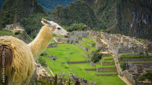 Llama in the city of Machu Picchu © cristian