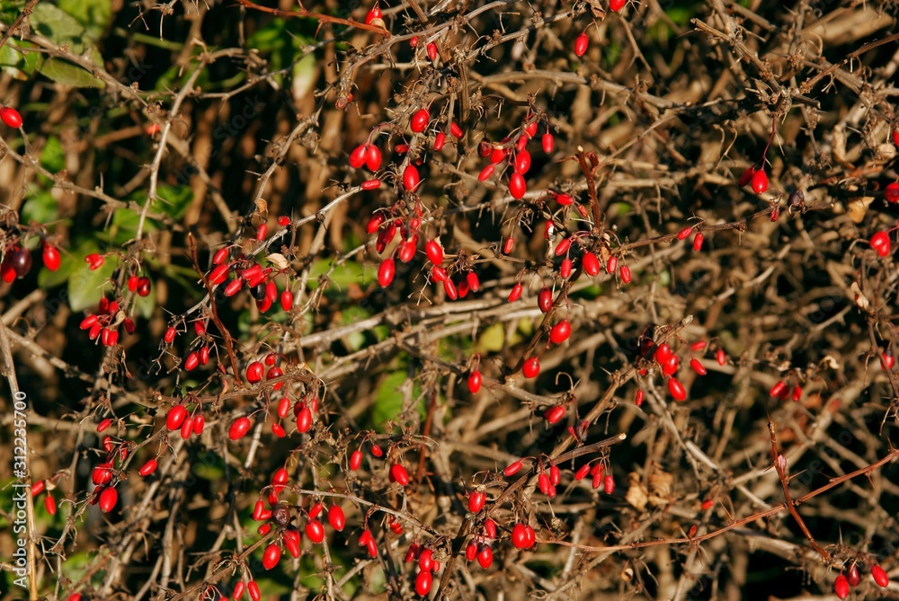 red berries of burberry bush at autumn close up red berries of burberry bush at autumn close up