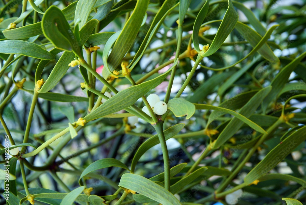 parasite plant Viscum album - mistletoe with white berries parasite plant Viscum album - mistletoe with white berries