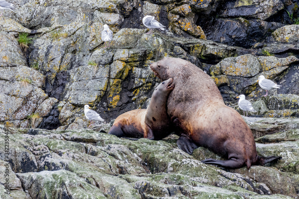 Fototapeta premium Male & female steller Sea Lion