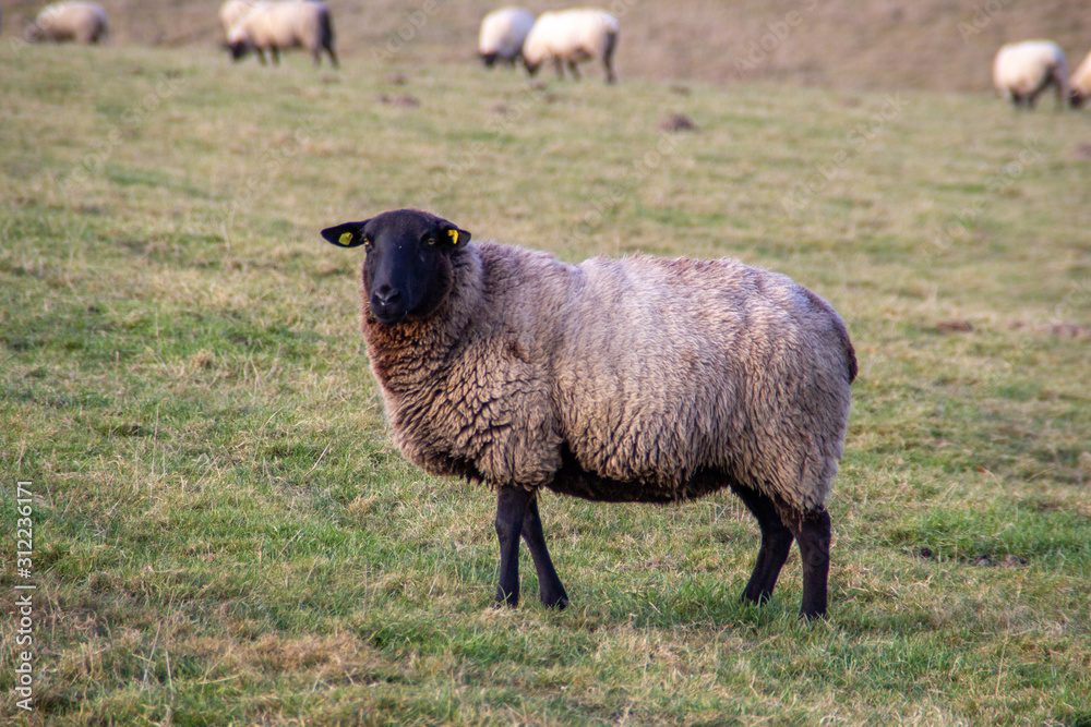 Schaf mit schwarzem Kopf Schwarzes Schaf Schaf mit schwarzem Kopf Schwarzes Schaf