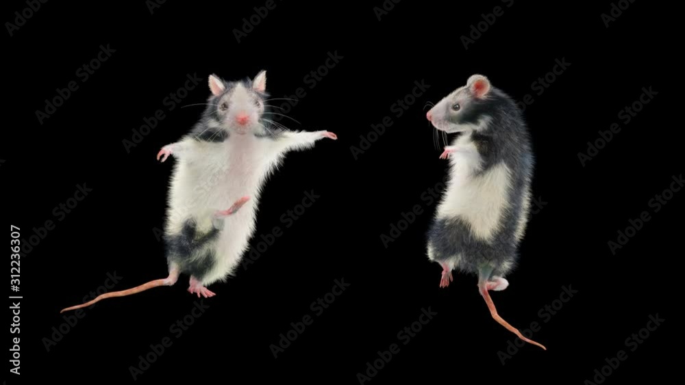 Rat Dance CG fur 3d rendering animal realistic CGI VFX composition 3d ...