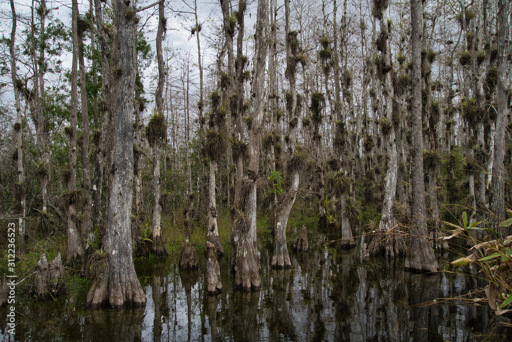 Fototapeta premium Everglades Florida Nature Wildlife