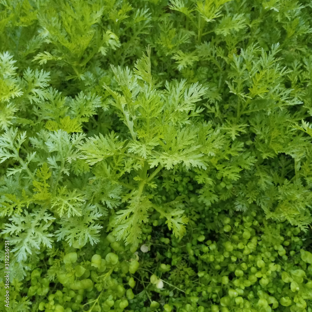 green leaf background of dill and parsley