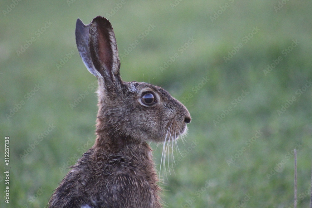 Fototapeta premium Lièvre aux aguets
