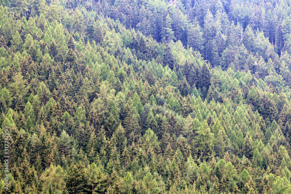 Detail of a pine forest