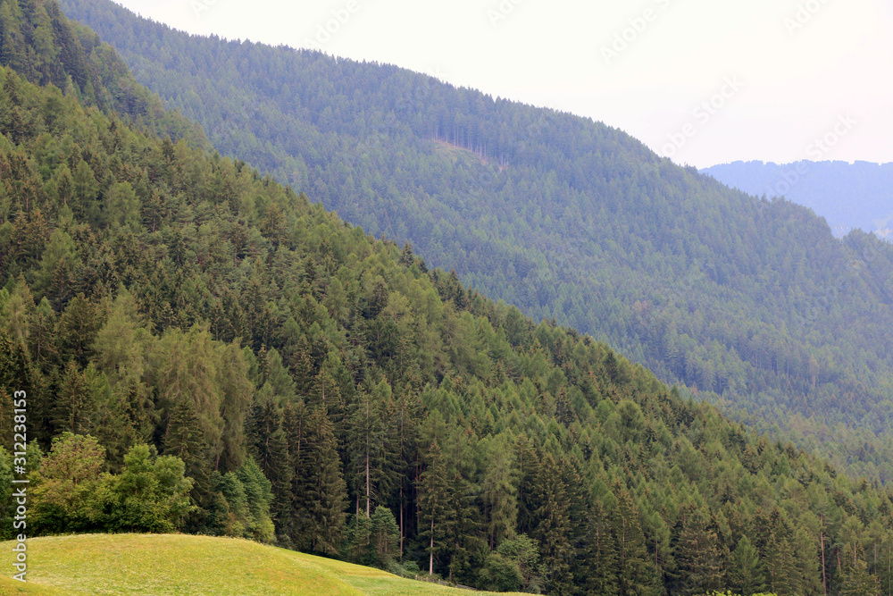 panorama of pine forest in the mountains.