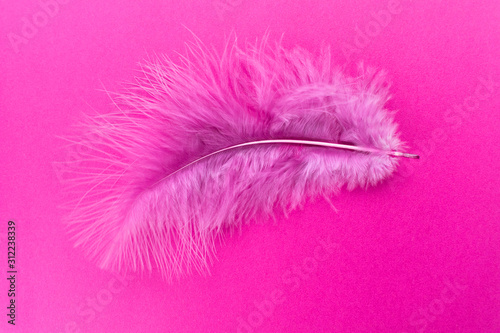  Pink feather isolated on pink background. Copy space.