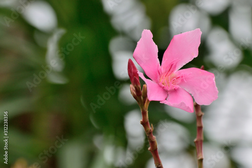 red flower in garden