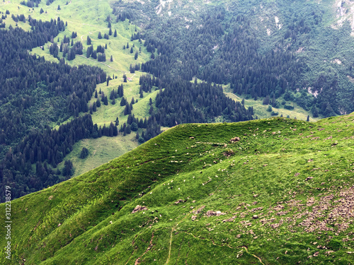 Alpine pastures and grasslands in the Sihltal valley and by the artifical Lake Sihlsee, Studen - Canton of Schwyz, Switzerland photo