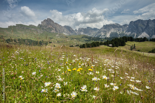 mountain flora from an Italian mountain pasture in the Dolomites area