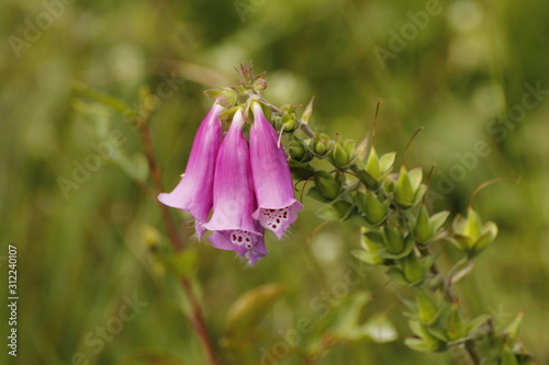 Fingerhut Blüten