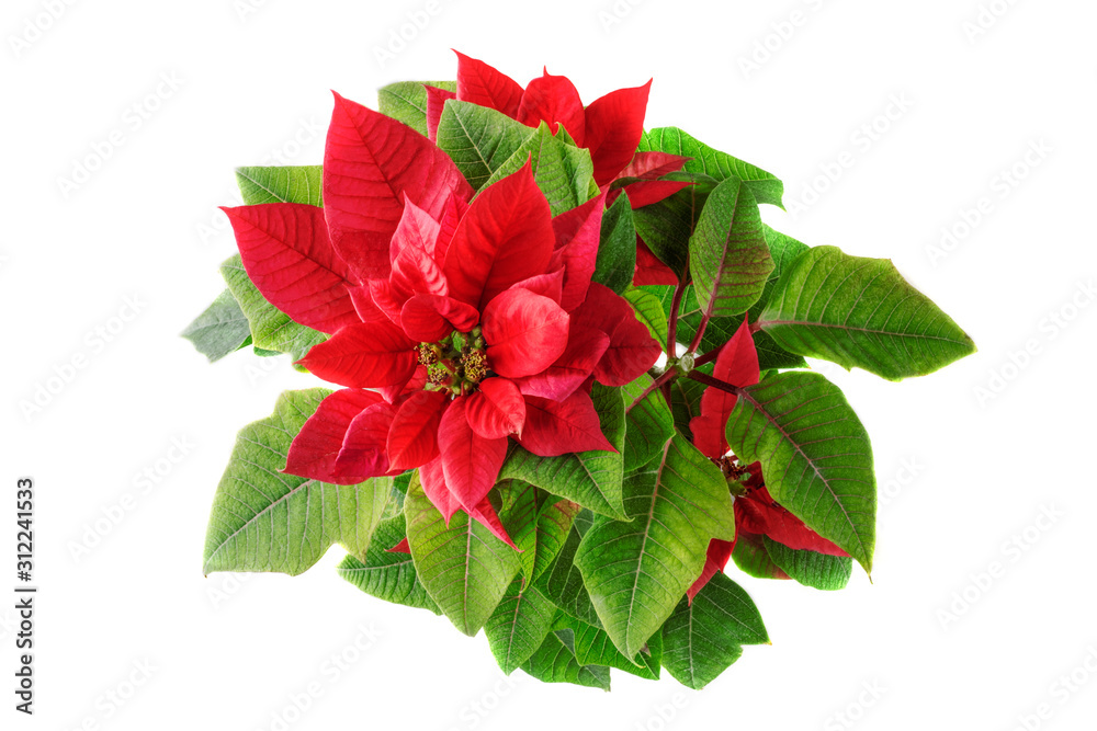 Poinsettia or Christmas star, isolated on white background. Christmas and New Year concept. Poinsettia or Christmas star, isolated on white background. Christmas and New Year concept.