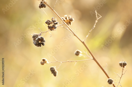 Gräser in der Sonne