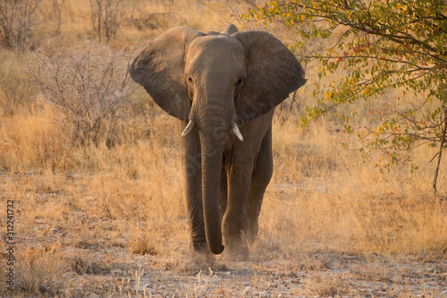 Elefant in Namibia