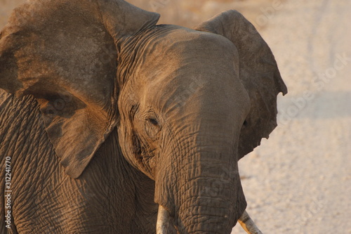 Elefant in Namibia