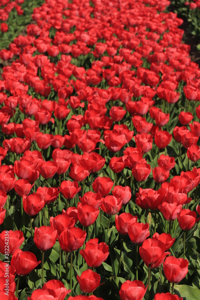 Tulips in a field