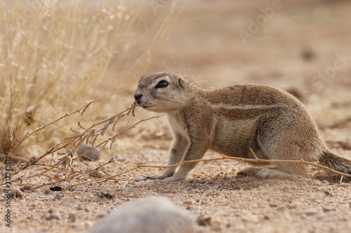 Erdmännchen in Nambia