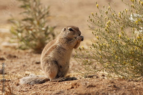 Erdmännchen in Nambia