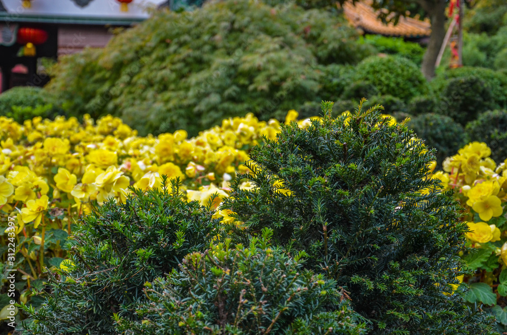 Obraz premium die Blume