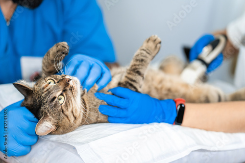 Photography Professional doctors veterinarians perform ultrasound examination of the interna