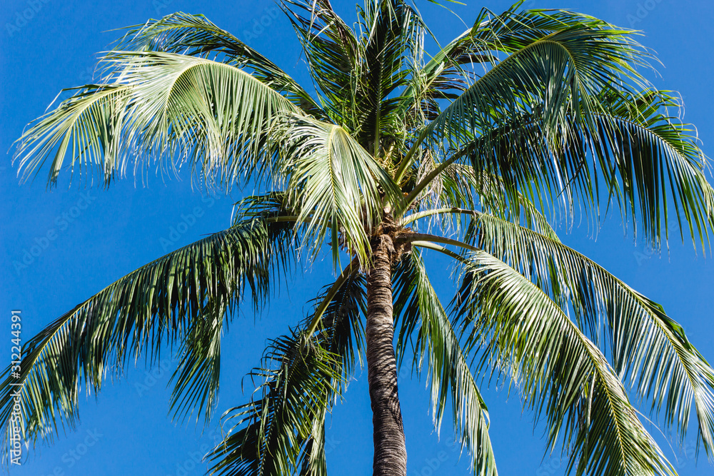 Obraz premium Empty copy space palm tree top isolated on blue sky. Green leaves exotic summer and good weather background.