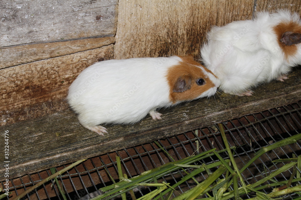 Obraz premium guinea pig