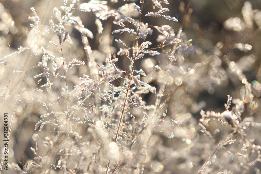 custom made wallpaper toronto digitalAutumn dry grass, covered with white glistening frost in the sun. Selective focus