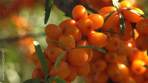 Bunches of Orange Healthy Berries. Hippophae berries, genus of sea buckthorns, shot large in tree with long leaves