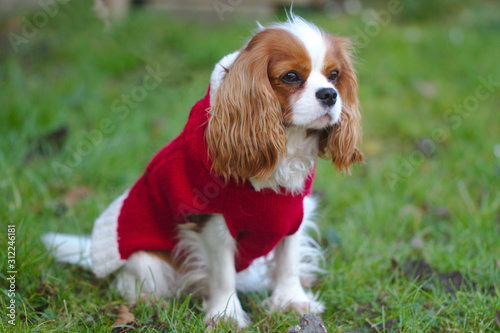 Portrait of a cavalier king charles spaniel dog in red clothes.