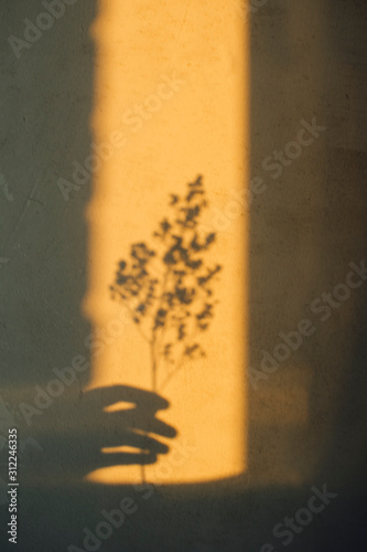 Shadow of elegant female hand holding dry grass spikelet at concrete wall texture background.