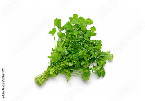 Fresh raw cilantro bunch isolated white background. Organic cilantro closeup  photo