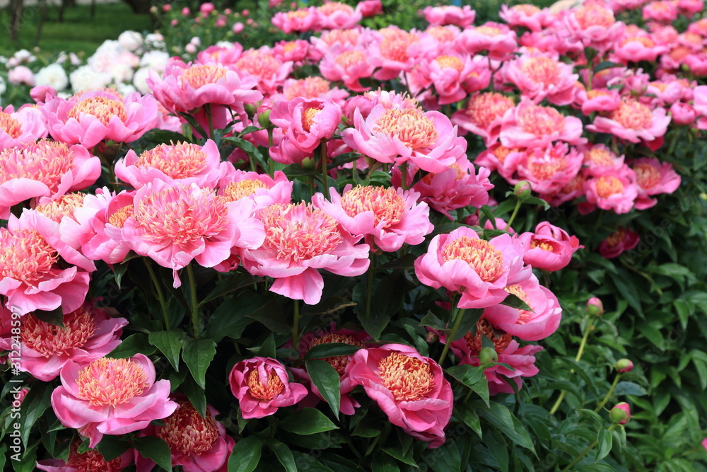 Peonies. Peonies bloom in spring and are valued for beautiful bright flowers and lush foliage. Peonies have been known in the culture of mankind for over 2000 years. Peony (Latin: Paeónia).