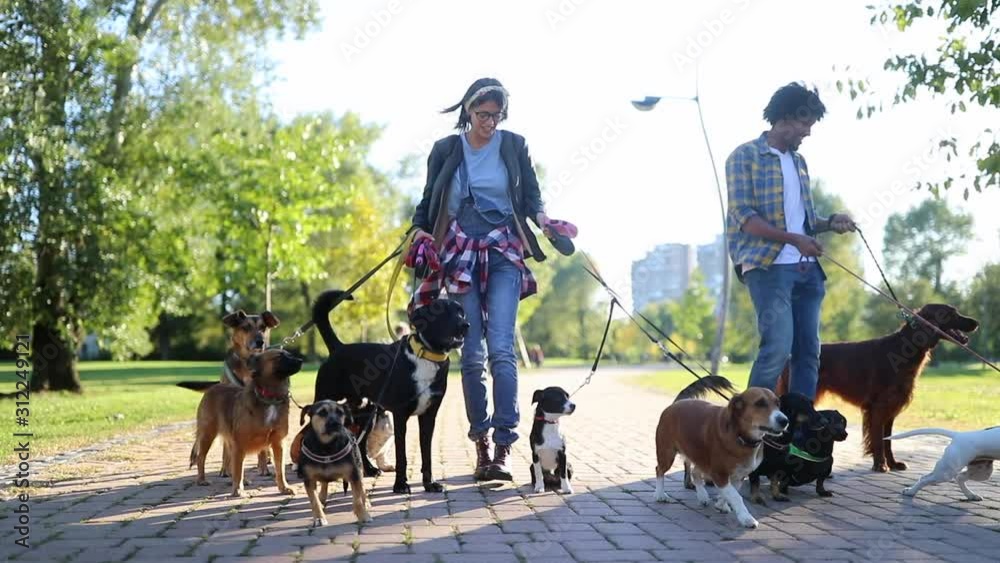 Professional Dog Walker in park with many different Dogs 