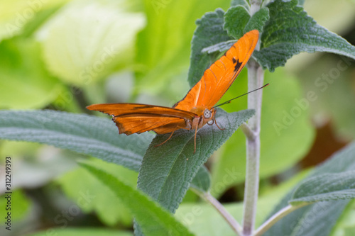 Butterfly 2019-156 / Julia butterfly (Dryas iulia) photo