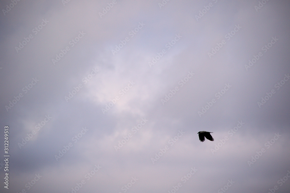 flaying crow silhouette and clouds on background