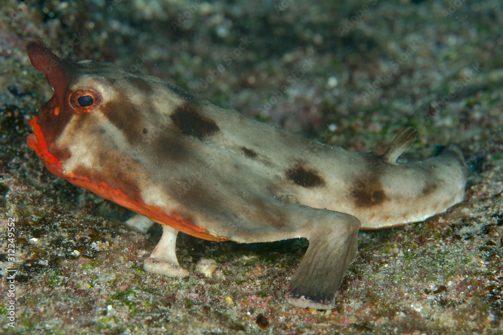 Are Red Lipped Batfish Endangered Species In India - Infoupdate.org