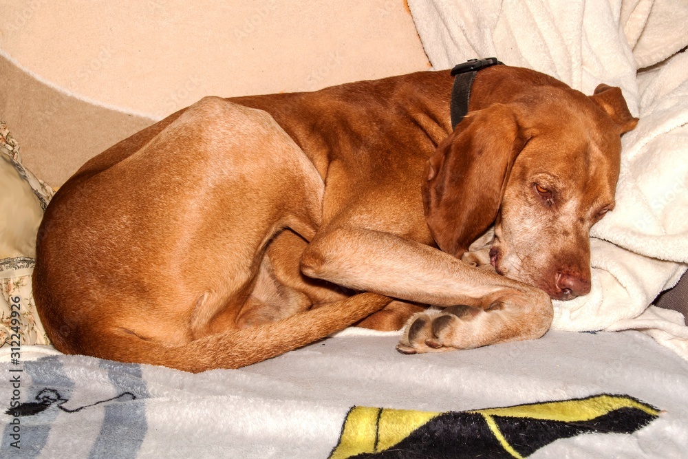 Old dog lying on blanket. Tired Hungarian hound (Vizsla) resting on bed. Faithful friend of man. Sleeping dog. Old dog lying on blanket. Tired Hungarian hound (Vizsla) resting on bed. Faithful friend of man. Sleeping dog.