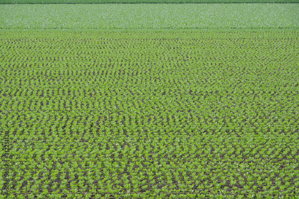 Full frame view of an agricultural field with winter salad on a December day in California Full frame view of an agricultural field with winter salad on a December day in California