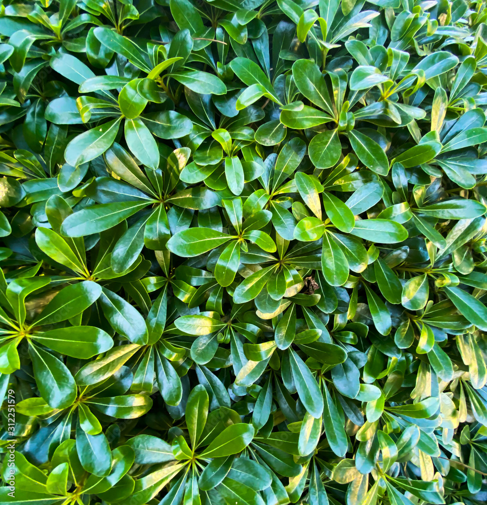 Background of green leaves. Botanical pattern. Turkey.