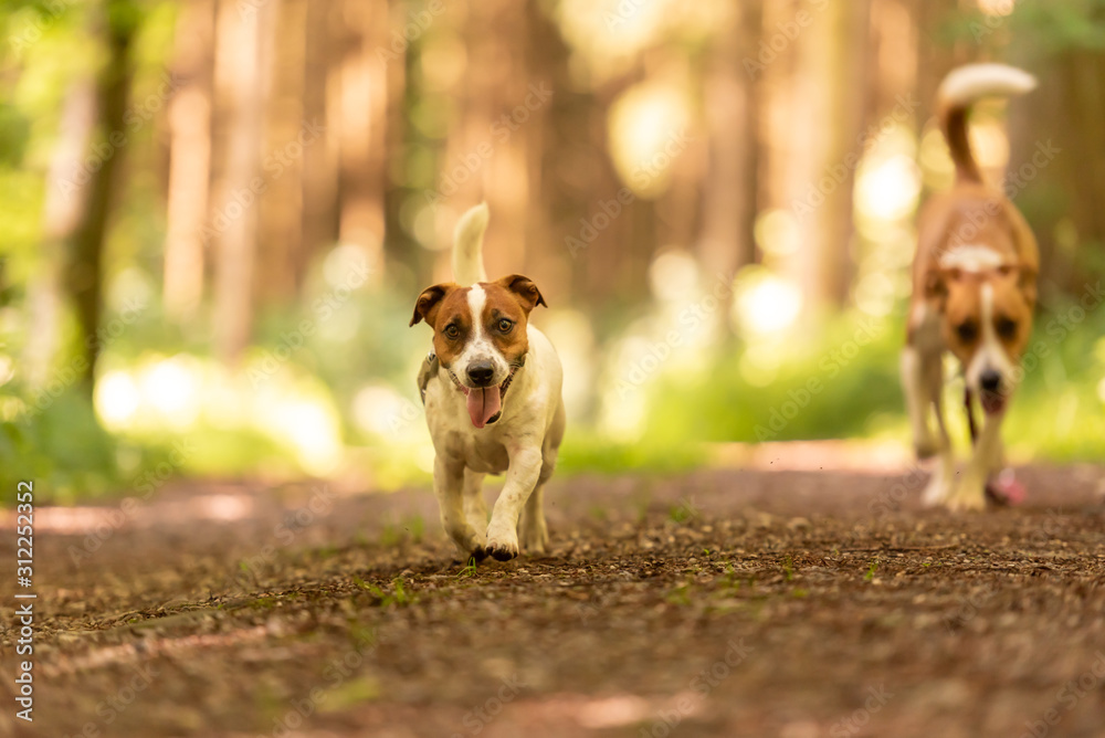 Two cute enchanting dogs are walking together without humans. Small Jack Russell Terrier doggy and a big mongrel hound Two cute enchanting dogs are walking together without humans. Small Jack Russell Terrier doggy and a big mongrel hound