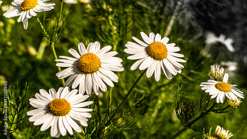 Obraz premium Alaskan Daisy