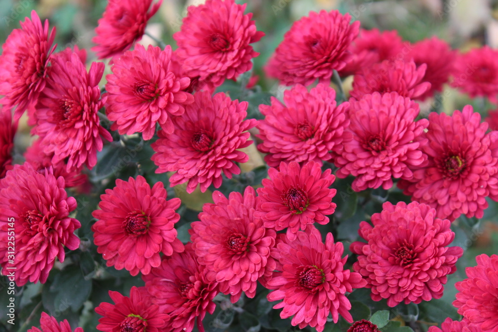 flowers in the garden flowers in the garden
